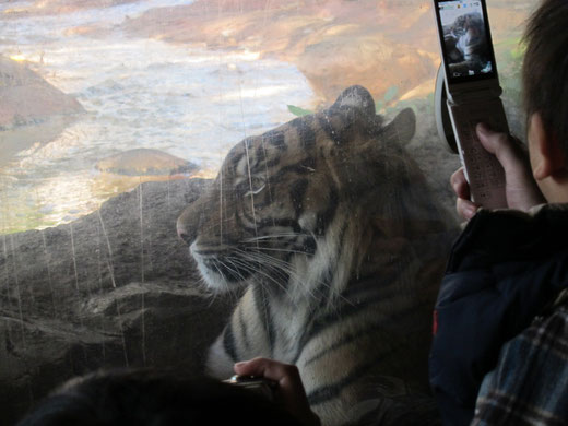 上野動物園のトラ