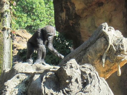 上野動物園の子供のゴリラ