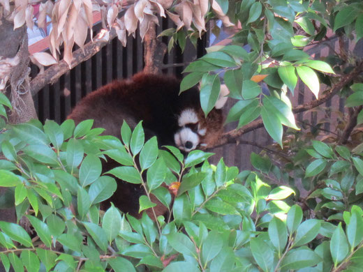 上野動物園のレッサーパンダ