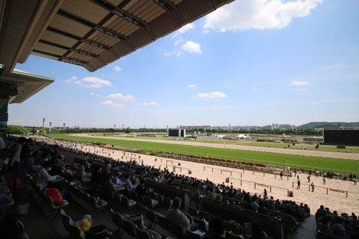 東京競馬場