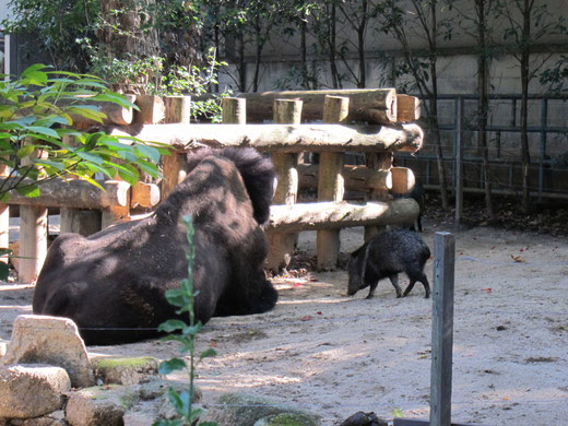 上野動物園のバイソン