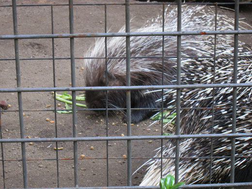 上野動物園のヤマアラシ