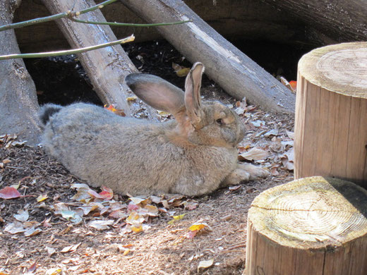 上野動物園のうさぎ