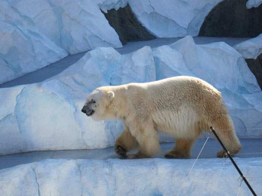 上野動物園のホッキョクグマ