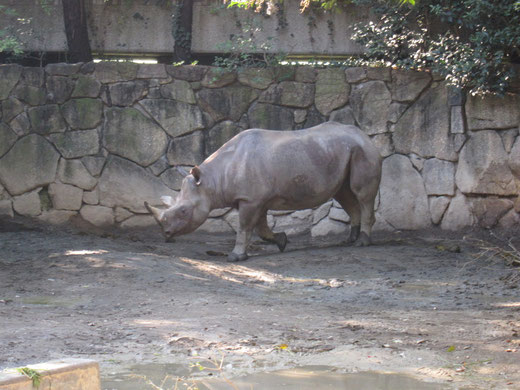 上野動物園のサイ