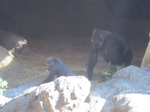 上野動物園のゴリラの親子