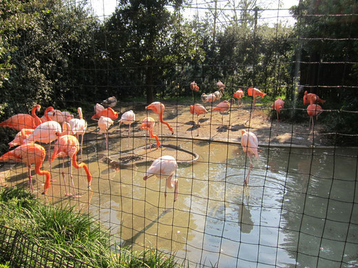 上野動物園のフラミンゴ