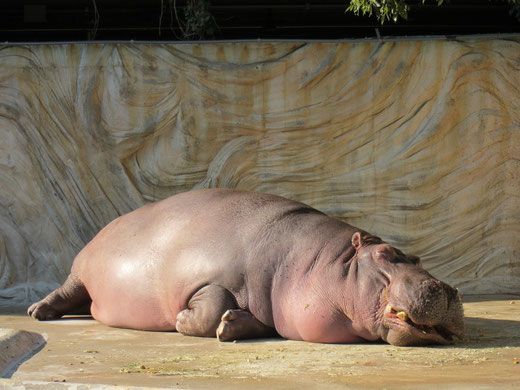 上野動物園のかば