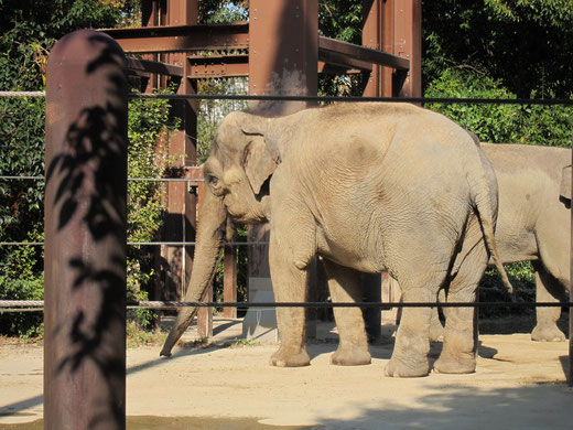 上野動物園のぞう