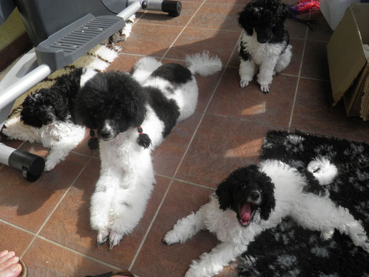 Amico, Athina und Abbi chillen mit Mama auf Balkonien