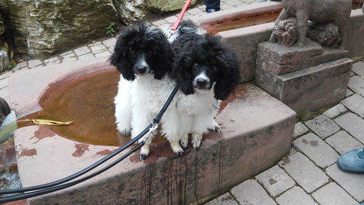 Abi und Natschi beim Kneipptreten im Taunus ;-)