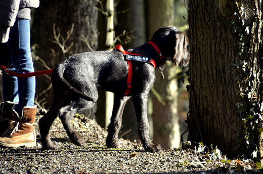 Felix, Deutsch Drahthaar-Münsterländer-Mix