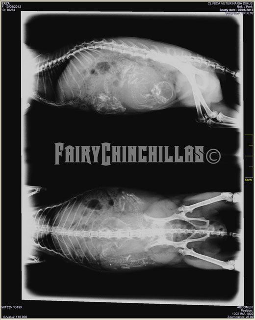 Radiografía de nuestra chinchilla Erza en la que se aprecian dos gazapos 