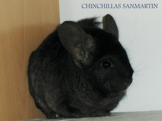 Imagen cedida por Chinchillas SanMartin