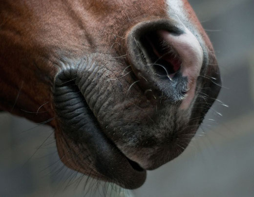 bouche cheval dormir