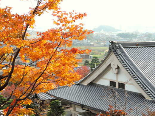 大阪府茨木市安威大念寺紅葉