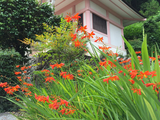 大念寺の花