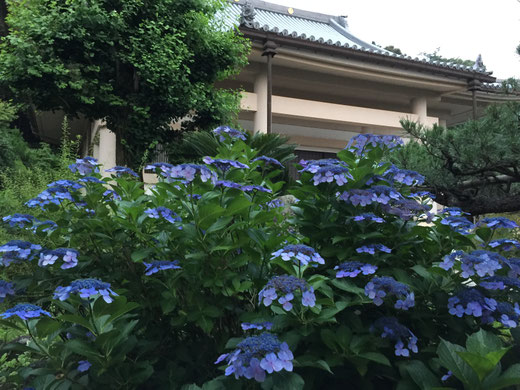 大念寺　梅雨