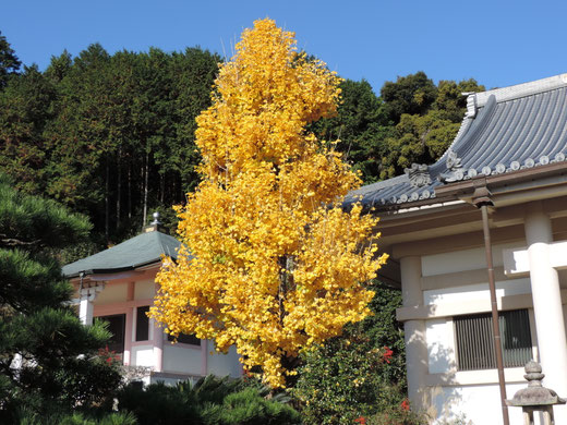 大阪府茨木市安威大念寺いちょうの木