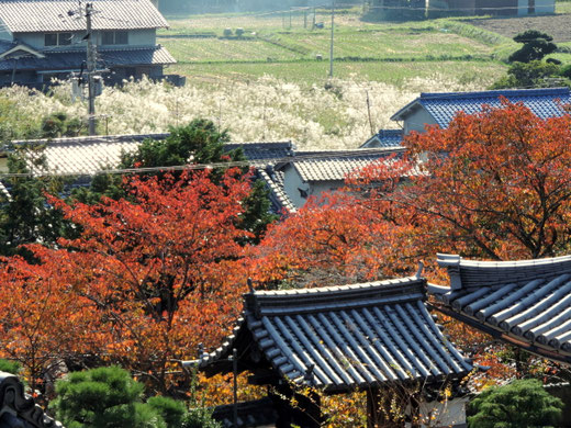 茨木大念寺
