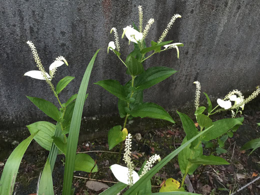 大念寺の花