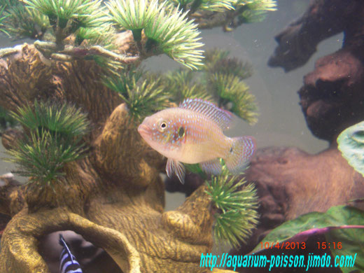 aquarium passion