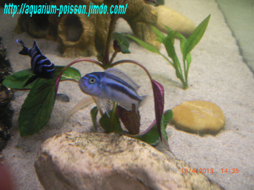 aquarium passion