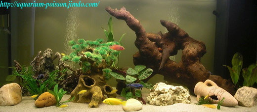 aquarium passion
