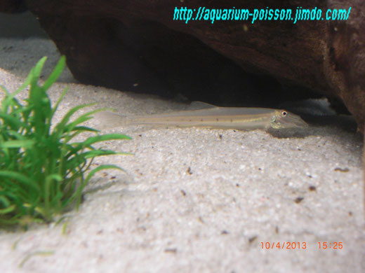 aquarium passion