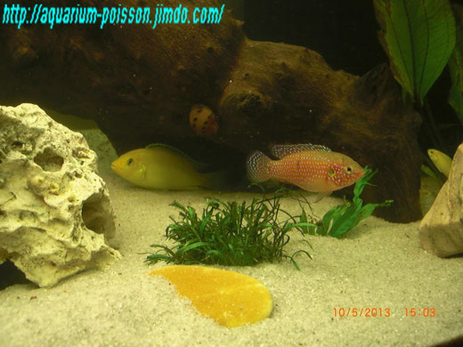 aquarium passion