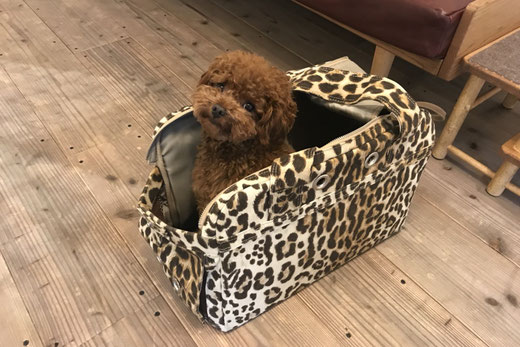dogsalonsealy ドッグサロンシーリー トリミング 表参道 南青山 外苑前 神宮前 射手今日子 トイプードル