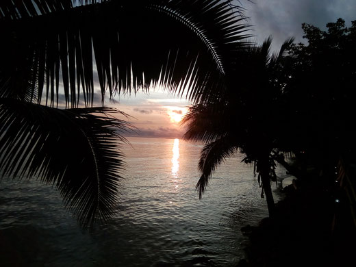 sonnenuntergang palmenblätter palme baum urlaub tropisch traumhaft bilder kostenlos ohne copyright fotos downloaden meer ozean