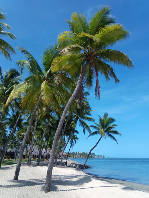 palmen strand meer tropisch urlaub resort hotel karibik südsee bäume traumhaft bilder kostenlos downloaden fotos ohne copyright natur landschaft