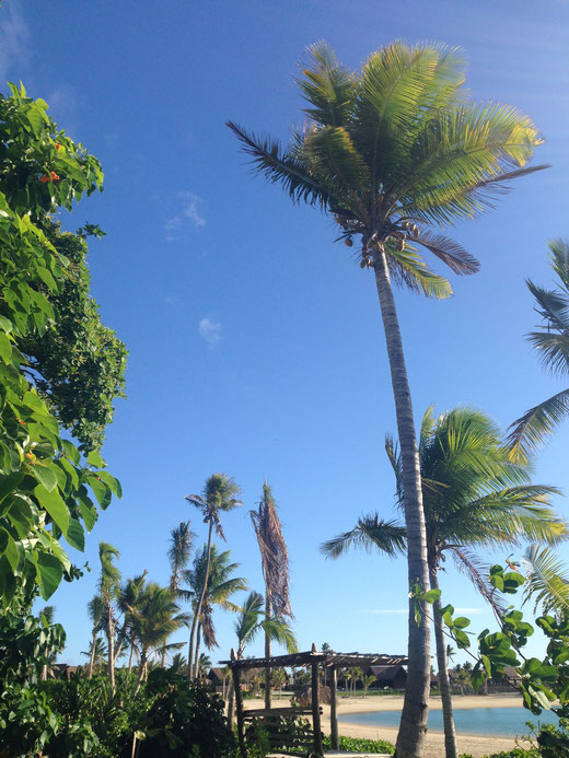 hohe palmen himmel tropische pflanzen strand urlaub palme natur fotos schöne landschaft bilder kostenlos