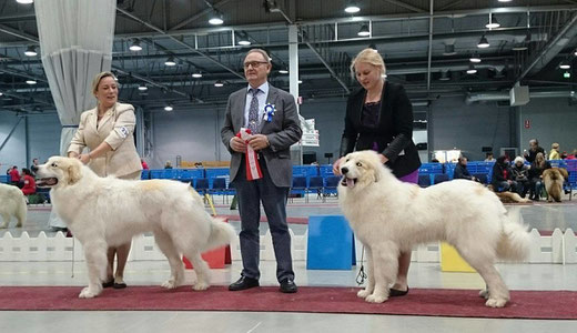 Echo de'Chien Escuda pour Garcon- BOB Junior & Echo de'Chien Estella- BOS Junior in Lahti International show