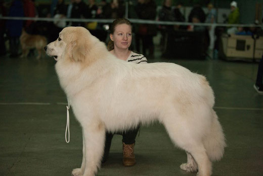 Echo de'Chien Darwin new Belarus Junior Champion