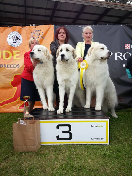 kennel Echo de'Chien - Best in Show Breeder 3rd. Photo Kalvar Silde