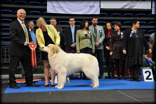 BEST IN SHOW WINNER in Tallinn All Breed National Show 1.3.2015 - Echo de'Chien Aslan Warrior. BIS Judge: Gunnar Nymann, Denmark. Photo by Kertu