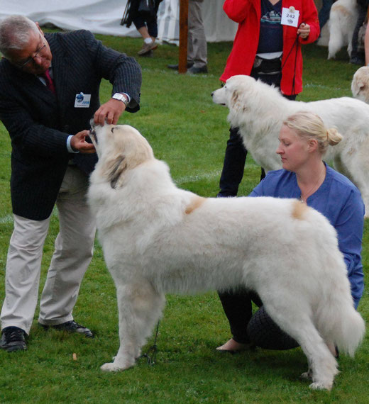 EDC Estella in Argeles-Gazost, intermedia class winner 1 from 17 entries. Judge Alain Pecoult checking her bite