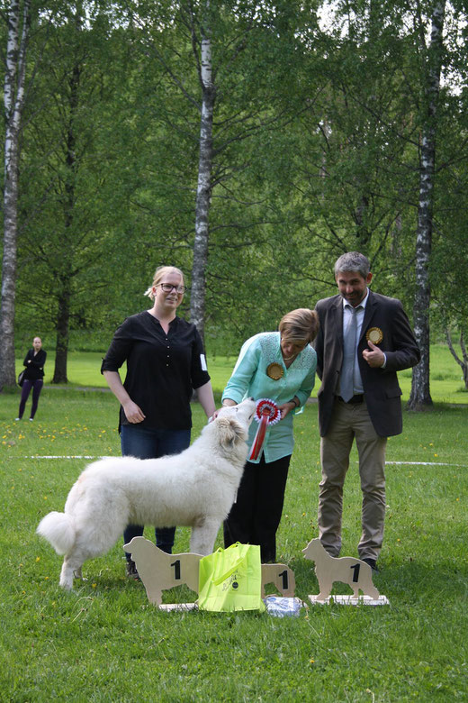 Maline de la Belletiere 7 months old BOB Puppy and BIS Puppy 1 in Finnish Pyr Specialty under Elina Haapaniemi