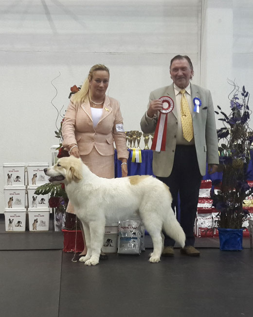 Echo de'Chien Escuda pour Garcon - Best in Show Baby Puppy #1