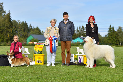 BIS 2 at FCI I & II group show at Pyrenean Mountain Dog Specialty show