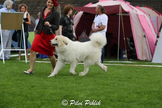 Echo de'Chien Estella  