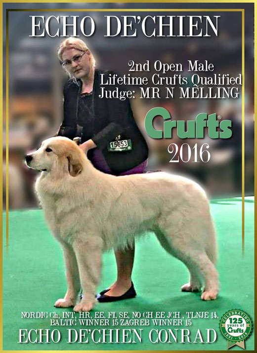 Echo de'Chien Conrad 2nd in Open class CRUFTS 2016