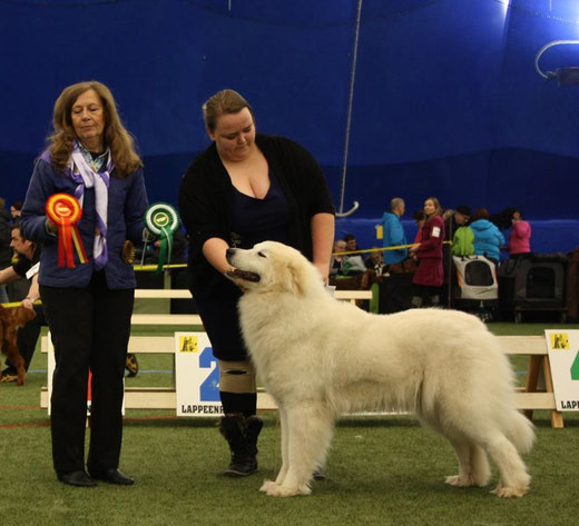 Echo de'Chien Bewitched "Wicca" CACIB BOS in Lappeenranta International show judged by Leni Finne, Finland