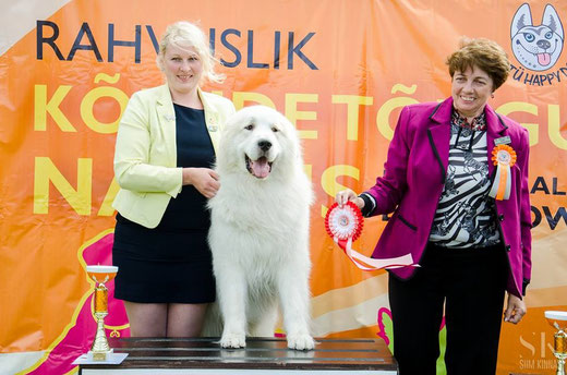 Tartu National show 01.08.2015 - BOB and Group Winner . Judge Jelena Kuleshova, Russia. Photo Siim Kinnas