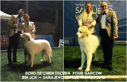Echo de'Chien Escuda pour Garcon is new Bosnia & Herzegovina Junior Champion and Sarajevo Junior Winner 2016