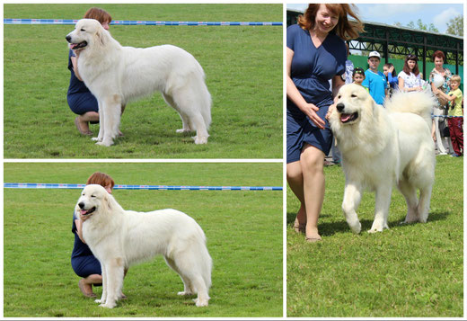 Echo de'Chien Darwin new Belarus Champion