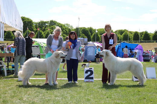 Echo de'Chien Bellatrix BOB & Iaslan du Seigneur d'Argent BOS