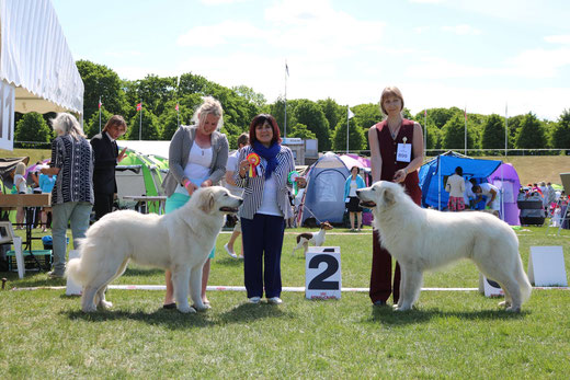 Echo de'Chien Bellatrix BOB & Iaslan du Seigneur d'Argent BOS